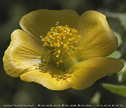 Abutilon indicum