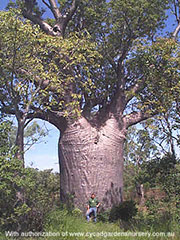 Adansonia gibbosa (gregorii)