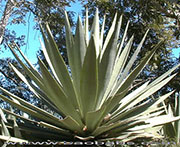 Agave angustifolia