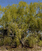 Acacia bellula