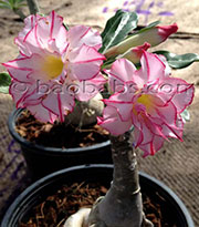 Adenium DBL DELICE