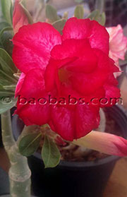 Adenium DBL RED