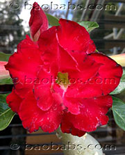 Adenium DBL REDBLACKY