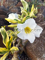 Adenium obesum MIRACLE