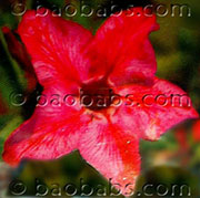 Adenium  RED STAR P05