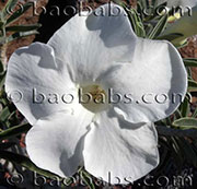 Adenium obesum WHITE