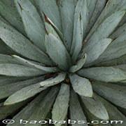 Agave macroacantha