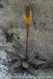 Aloe conifera