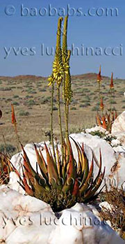 Aloe gariepensis