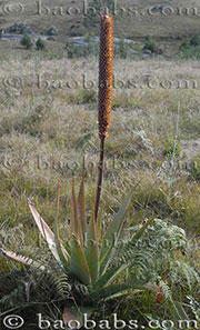 Aloe macroclada