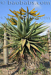 Aloe marlothii