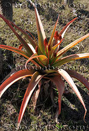 Aloe mayottensis