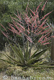 Aloe secundiflora