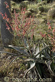 Aloe turkanensis