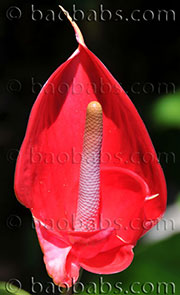 Anthurium FLAMEA