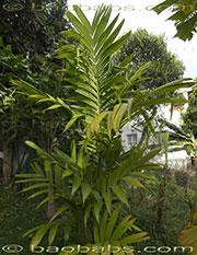 Areca triandra