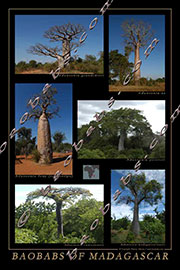 Baobabs of Madagascar