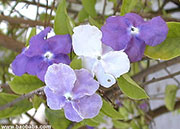 Brunfelsia hopeana