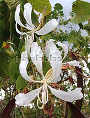 Bauhinia aculeata