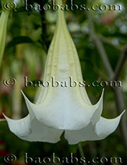 Brugmansia suaveolens candida 