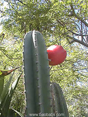 Cereus peruvianus