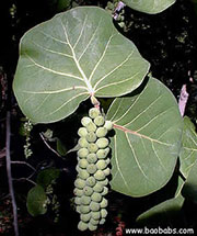 Coccoloba uvifera