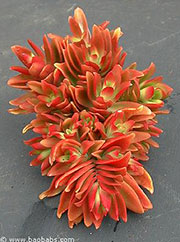 Crassula flamea (erosula)