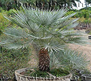 Chamaerops humilis var.cerifera