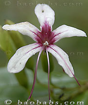 Clerodendrum magnoliaefolium