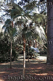 Coccothrinax argentea