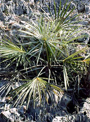 Coccothrinax ekmanii