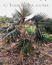 Coccothrinax litoralis