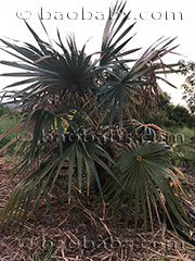 Coccothrinax miraguama trinitensis