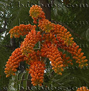 Colvillea racemosa