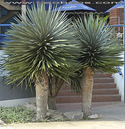 Dracaena draco