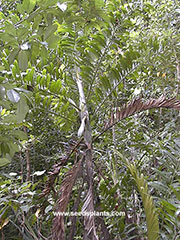 Dypsis lanceolata