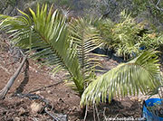 Dypsis lastelliana