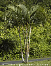 Dypsis lutescens