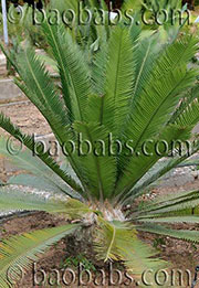 Dioon edule