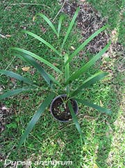 Dypsis arenarum