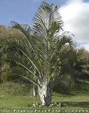 Dypsis decaryi