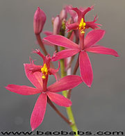 Epidendrum H. SUNSET