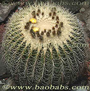 Echinocactus grusonii white form