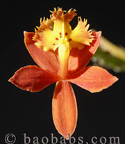 Epidendrum BALI