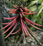 Erythrina coralloides