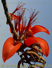 Erythrina madagascariensis