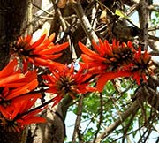 Erythrina smithiana