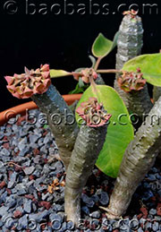 Euphorbia ankarensis