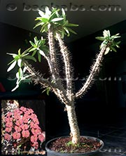 Euphorbia horombense