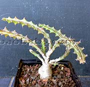 Euphorbia knuthii